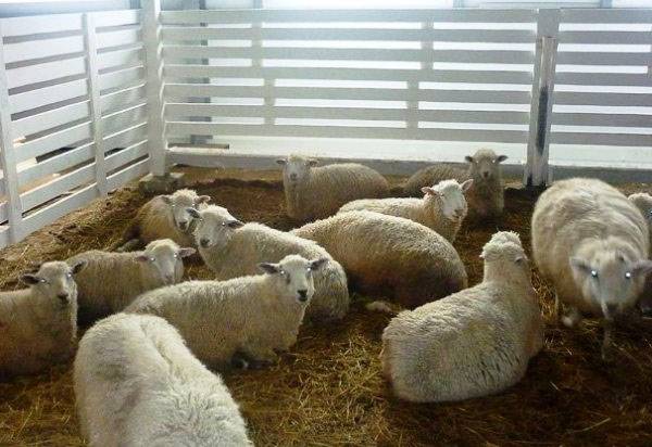 Овцеводство как бизнес для начинающего фермера с фото