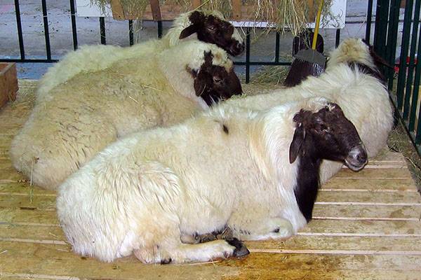 Содержание курдючных овец - овцеводство для начинающих - фото