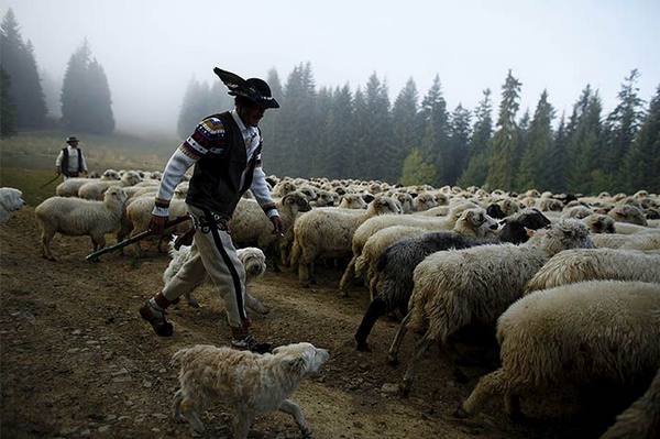 Обзор овцеводства в мире: тенденции и перспективы отрасли - фото