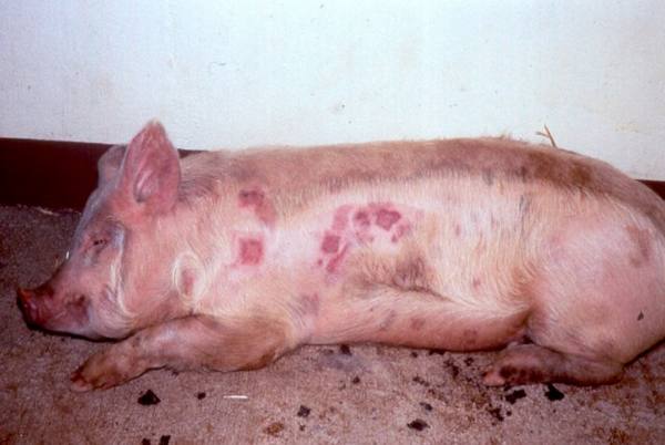 Пастереллез или геморрагическая септицемия свиней с фото