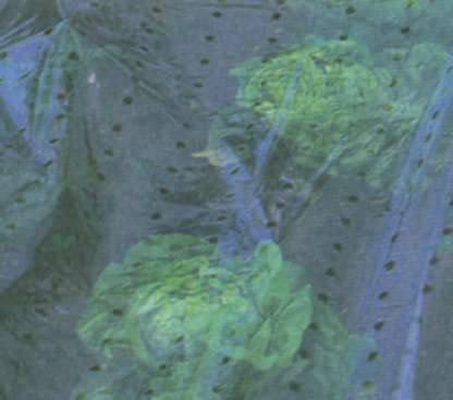 Пленка, нетканое полотно - защита молодых растений - фото