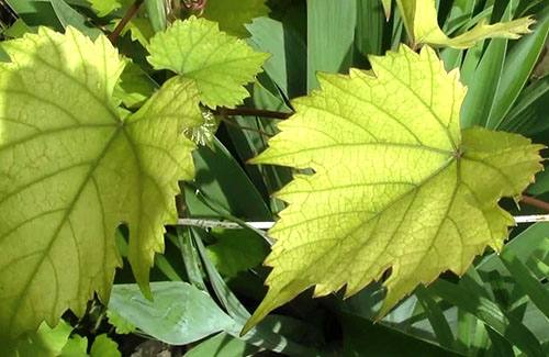 Бледные и покрасневшие виноградные листья  болезнь или сигнал о приближающе ... - фото