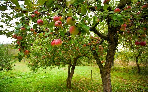 Почему яблоня плодоносит через год  все возможные причины с фото