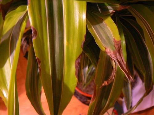 Почернение листьев у драцены и липкий налет на орхидее: причина проблемы и  ... - фото