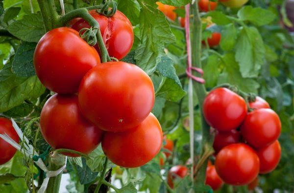 Как правильно подкармливать помидоры - фото