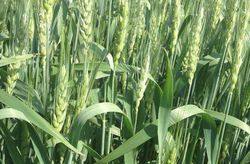 Чем подкормить пшеницу - схема внесения удобрений под растение - фото