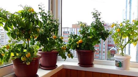 Как вырастить помидоры на балконе? - фото