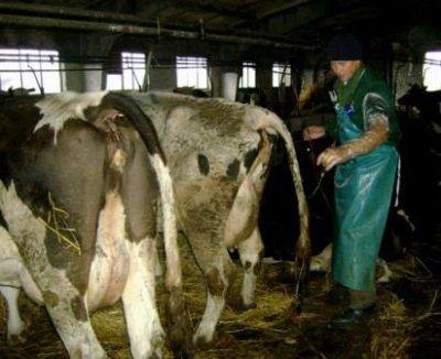 Диарея у коров: причины и лечение с фото