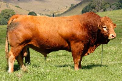 Самые популярные породы коров с фото