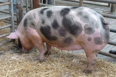 Породы свиней - фото