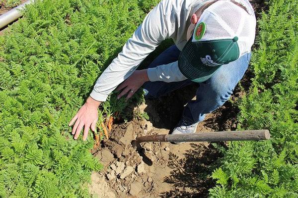 Правила посадки моркови на Урале с фото