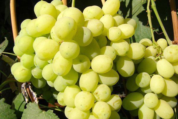 Виноград «Лора»: особенности посадки и ухода с фото