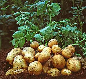 Сроки полива картофеля в открытом грунте - фото