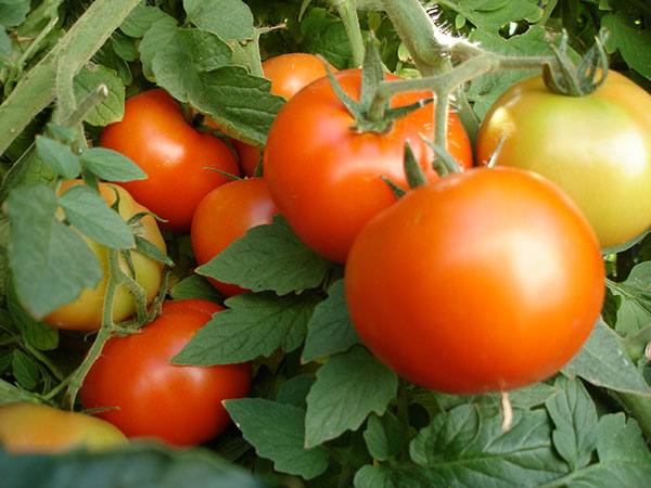 Ранние низкорослые помидоры: особенности выращивания - фото