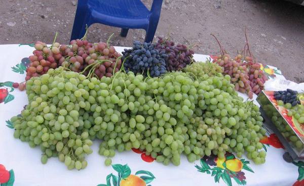 Сорта винограда с ранним сроком созревания плодов  обзор с описанием и фото - фото