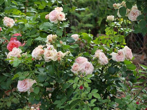 Распространенные сорта кустарниковых роз, фото - фото