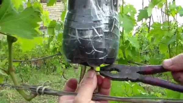 Размножение винограда воздушными отводками - фото