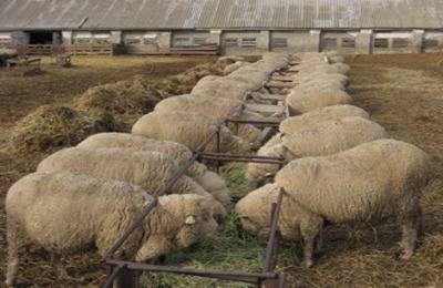 Организация фермерского хозяйства и овцеводства в качестве прибыльного бизн ... - фото