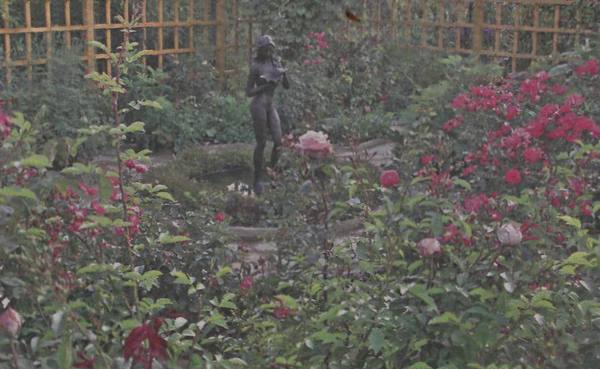 Розарий в саду с фото