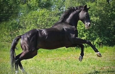 Характеристика и история развития лошадей русской верховой породы - фото