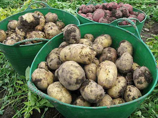 Сбор картофеля и правила его хранения - фото