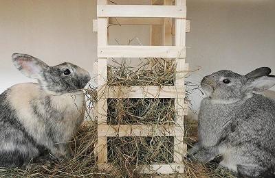 Заготовка сена для кроликов: какое лучше и сколько нужно с фото