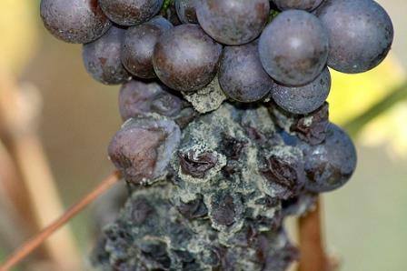 Серая гниль на винограде: несколько советов, как бороться - фото