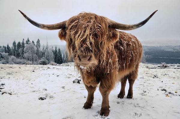 Хайленд  шотландская высокогорная корова - фото