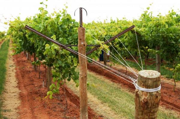 Шпалера для винограда: удачные идеи, чтобы увеличить урожай с фото