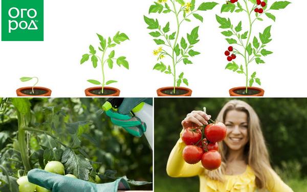 Система защиты и подкормки томатов: полезная информация для начинающего фермера с фото