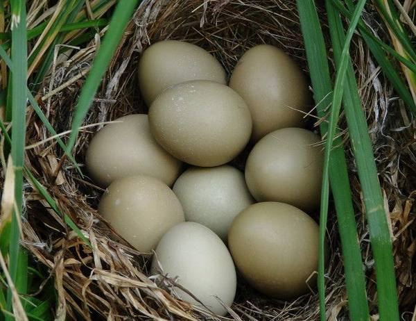 Сколько времени высиживают яйца фазаны - фото