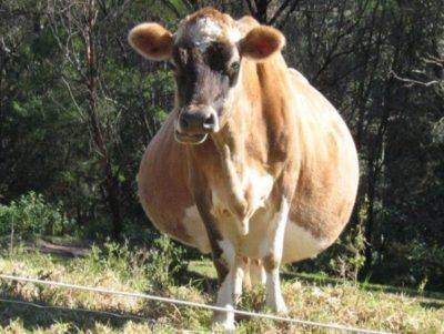 Сколько корова вынашивает теленка? с фото