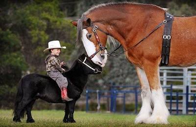 От пони до тяжеловоза: сколько весят и что могут лошади? - фото