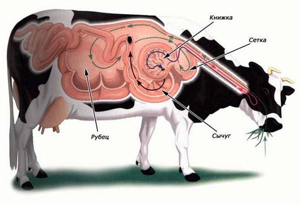 Особенности работы желудка у коров с фото