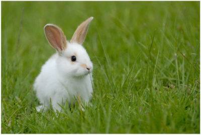 Сколько могут жить кролики и что на это влияет? с фото