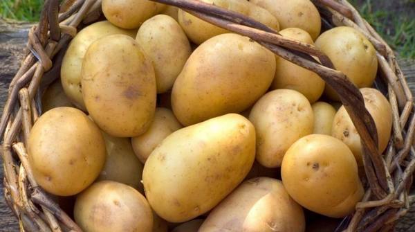 Сорта картофеля для Сибири ? выбираем самые стойкие - фото