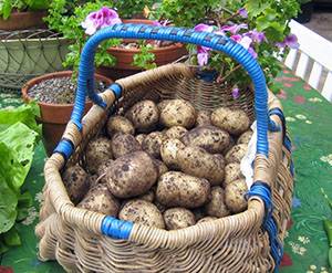 Сроки созревания картофеля с фото