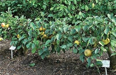 Стелющаяся яблоня - особенности выращивания и ухода - фото