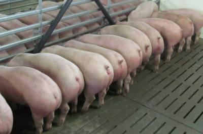 Стимуляторы быстрого роста для свиней - фото