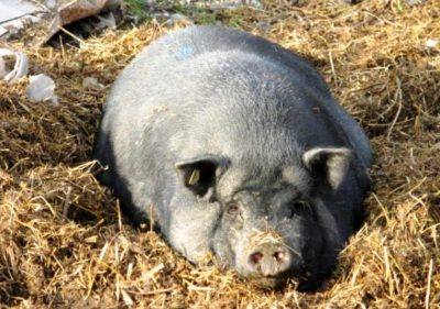 Причины и решение проблемы отсутствия аппетита у свиноматки после опороса с фото