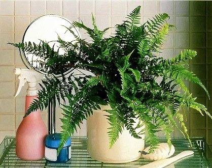 Тенелюбивые комнатные растения, названия и фото - фото