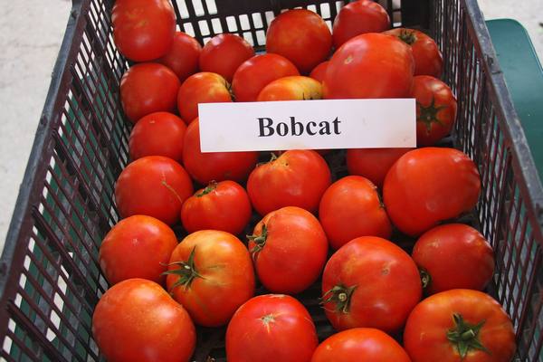 Описание характеристик томата Бобкат - фото