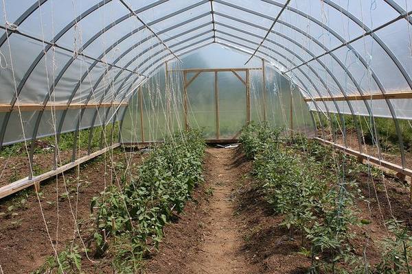 Какая температура оптимальна для выращивания томатов с фото