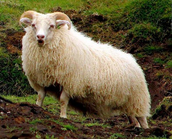 Ценуроз: хроническое гельминтозное заболевание у овец - фото