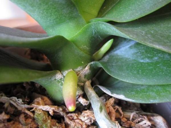 Основные данные о цветоносах орхидей - фото