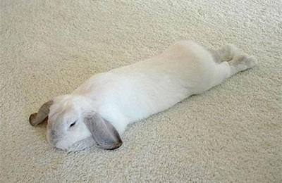 Что делать, если у кролика отнялись задние лапы? - фото