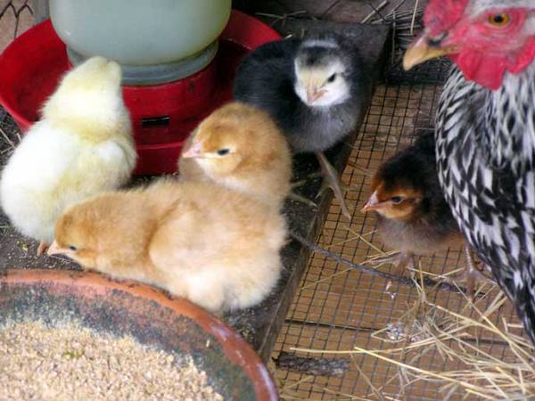 Цыплята: выращивание и уход в домашних условиях - фото