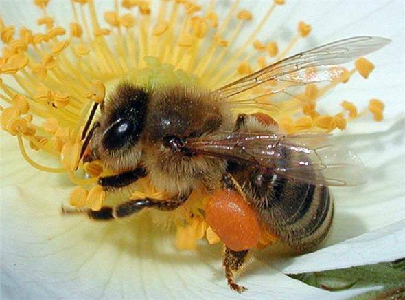 Уход за пчелами в теплицах - фото