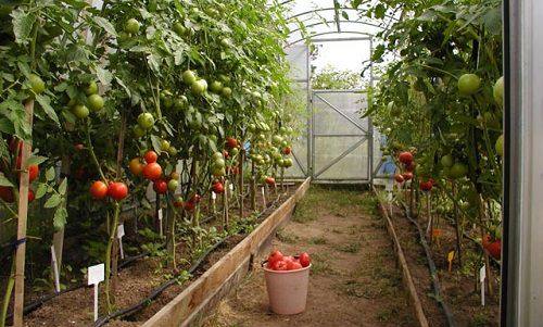 Выращивание помидор в теплицах из поликарбоната - фото