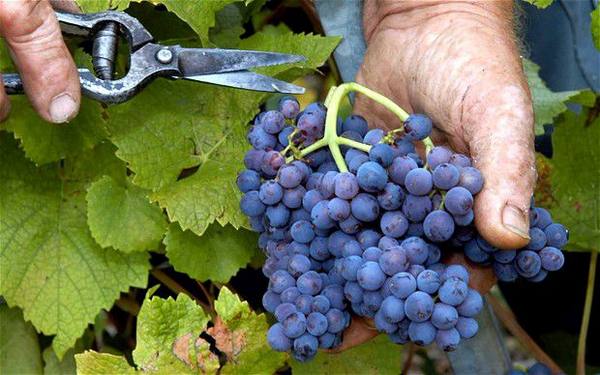 Уход за виноградом осенью после сбора урожая с фото
